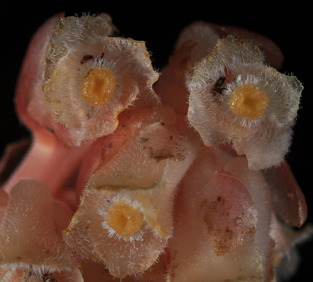 Flora of Eastern Washington Image: Veronica serpyllifolia 3 bulbs of plant