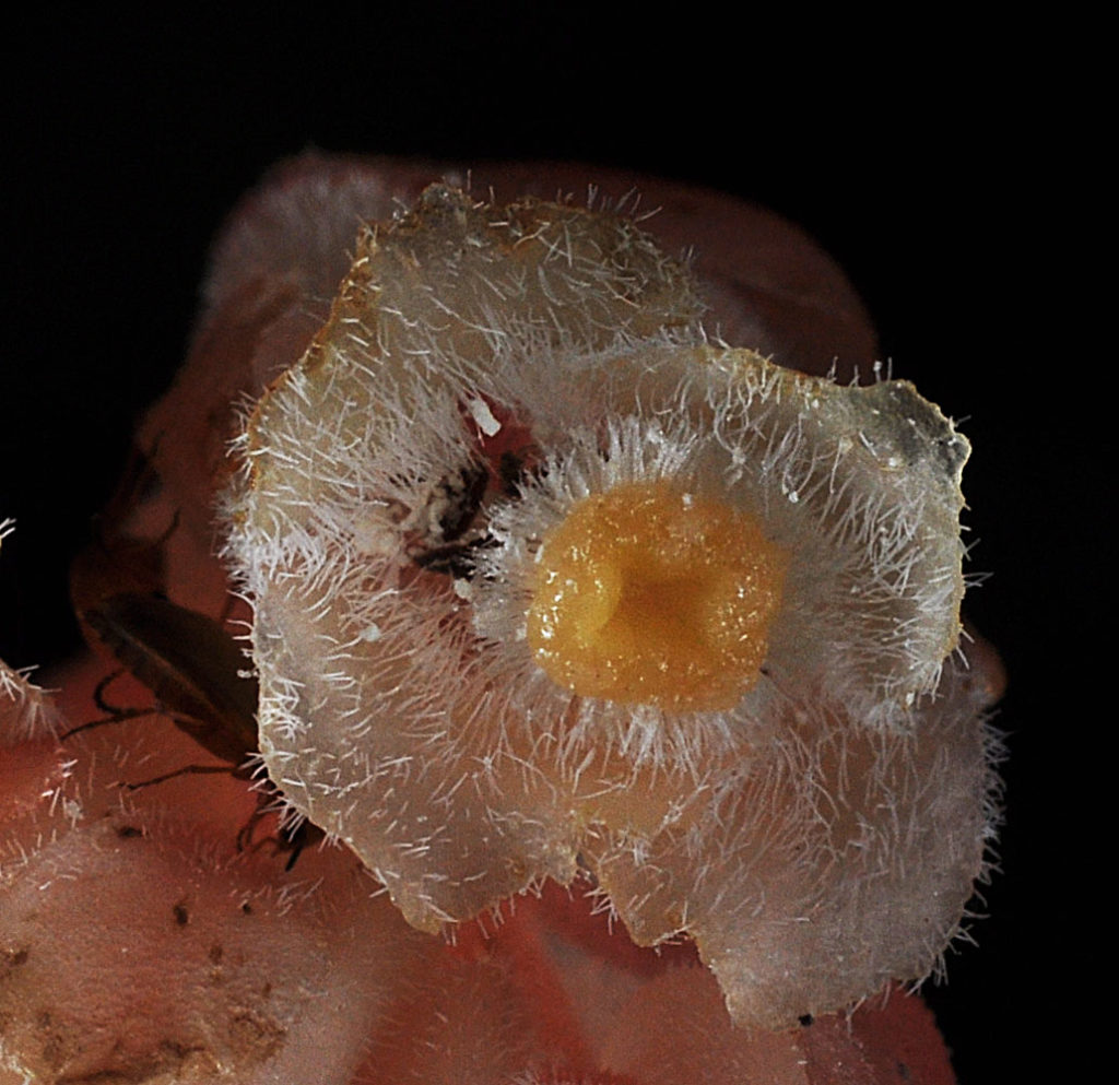 Flora of Eastern Washington Image: Veronica serpyllifolia bulb of plant
