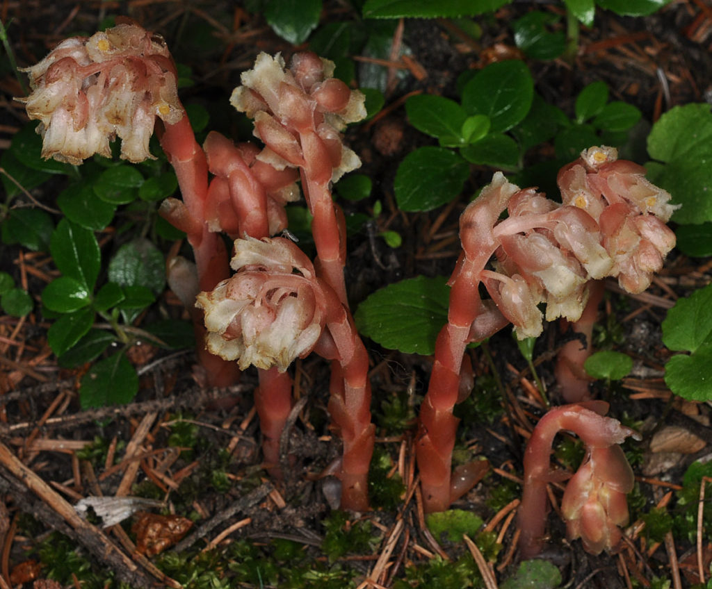 Flora of Eastern Washington Image: Synthyris missurica flower sprouting in nature