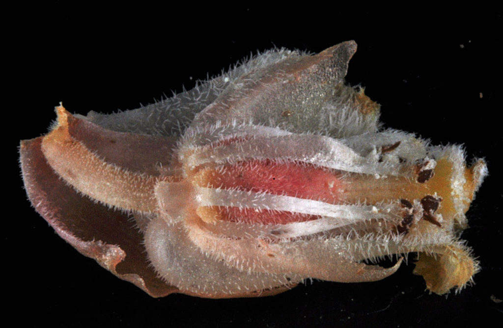 Flora of Eastern Washington Image: Veronica serpyllifolia side profile of blossomed bulb