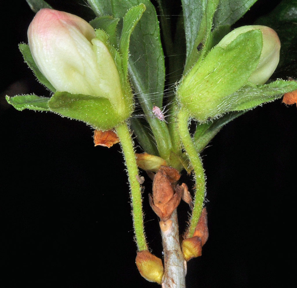 Flora of Eastern Washington Image: Veronica americana stem center