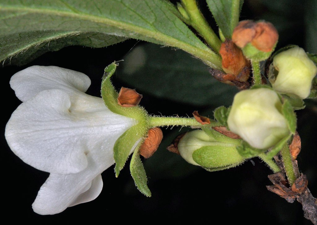 Flora of Eastern Washington Image: Veronica americana stem and flower