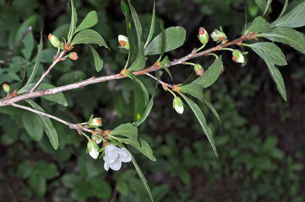 Flora of Eastern Washington Image: Veronica anagallis-aquatica growing in nature