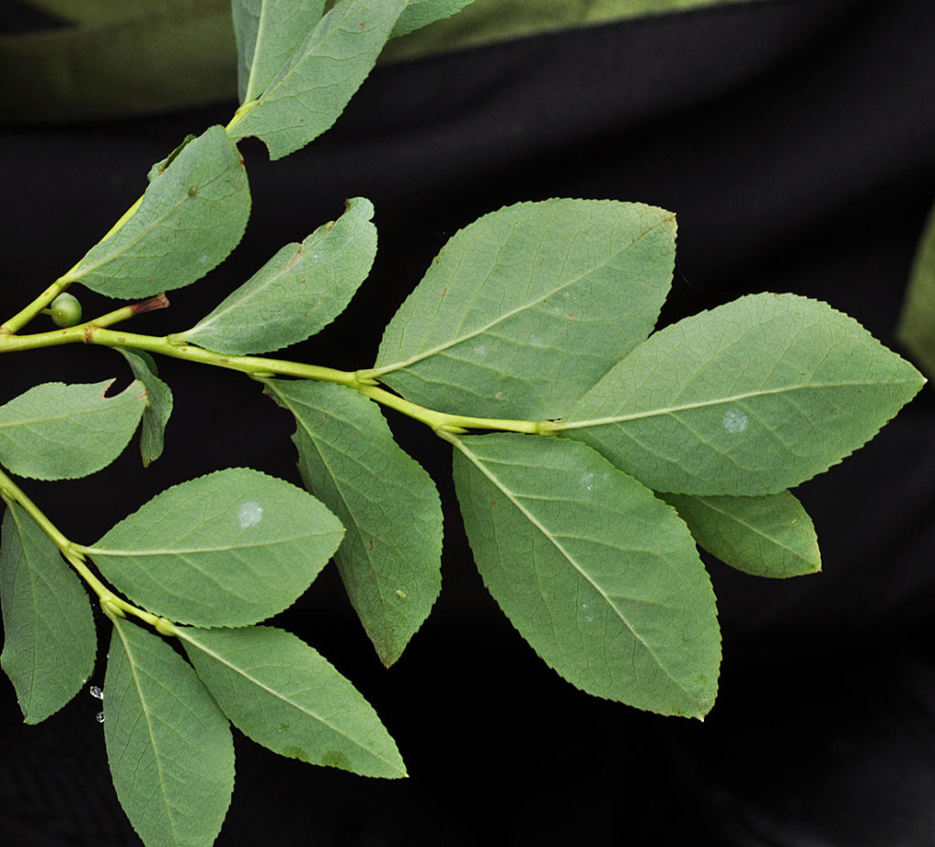 Photo of Veronica arvensis leaves many