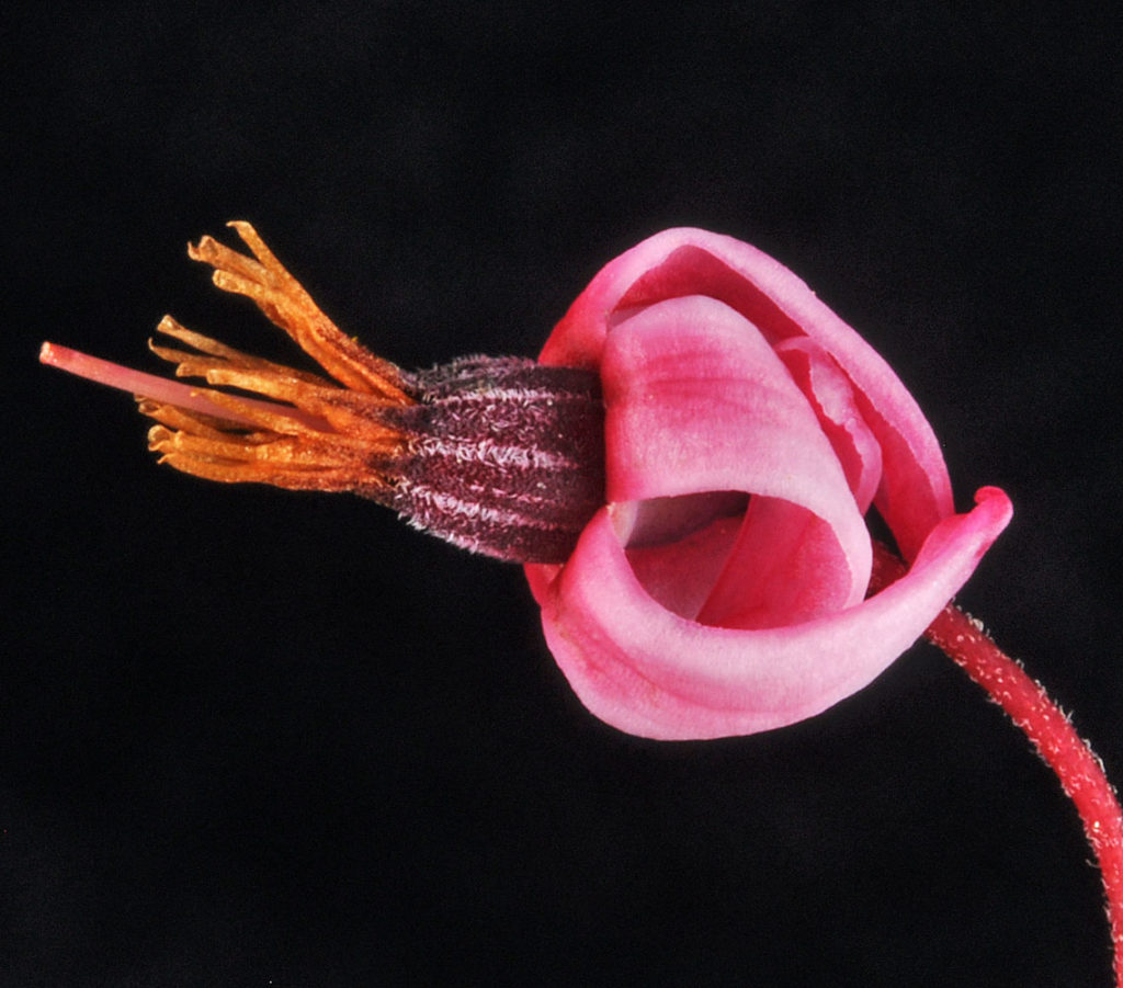 Flora of Eastern Washington Image: Penstemon wilcoxii 9