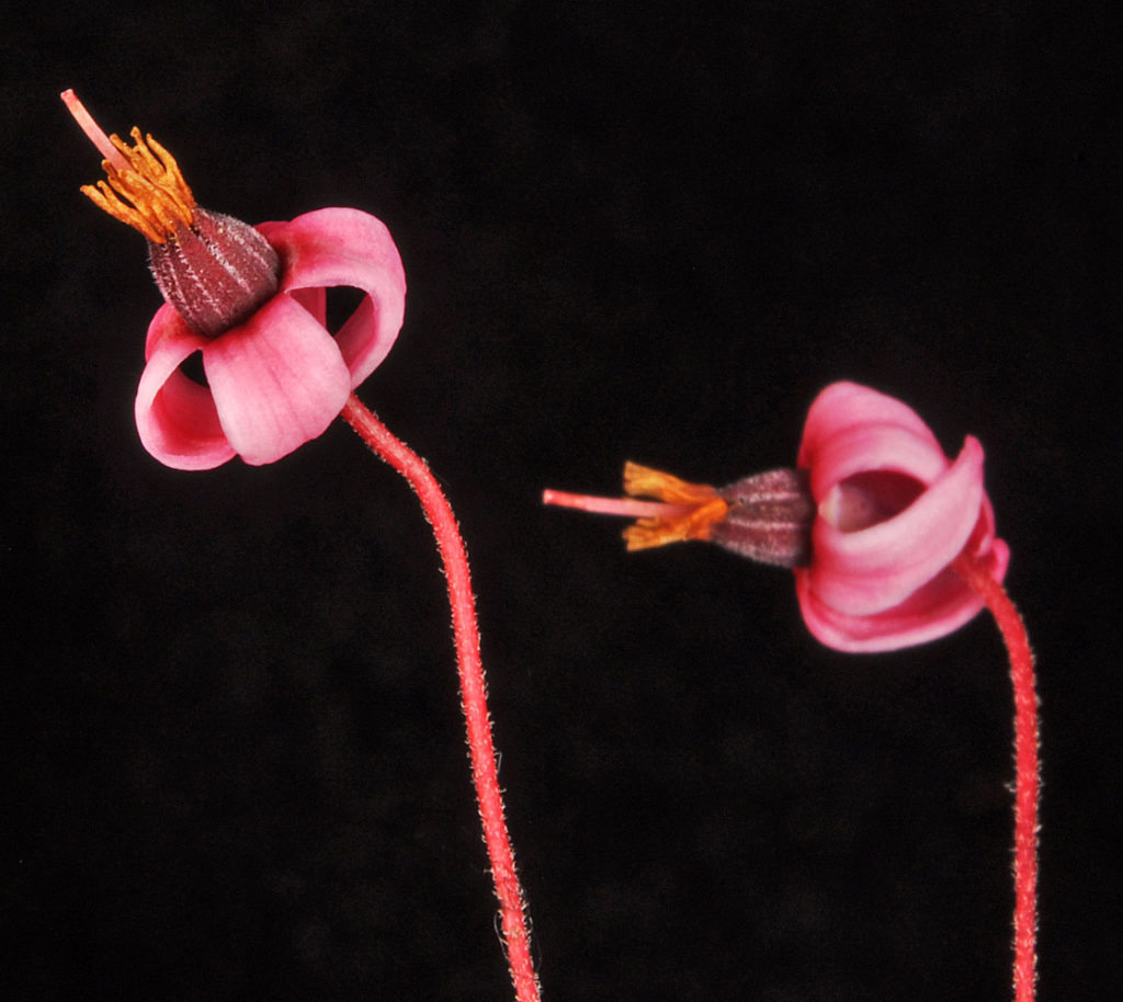 Flora of Eastern Washington Image: Penstemon wilcoxii 6