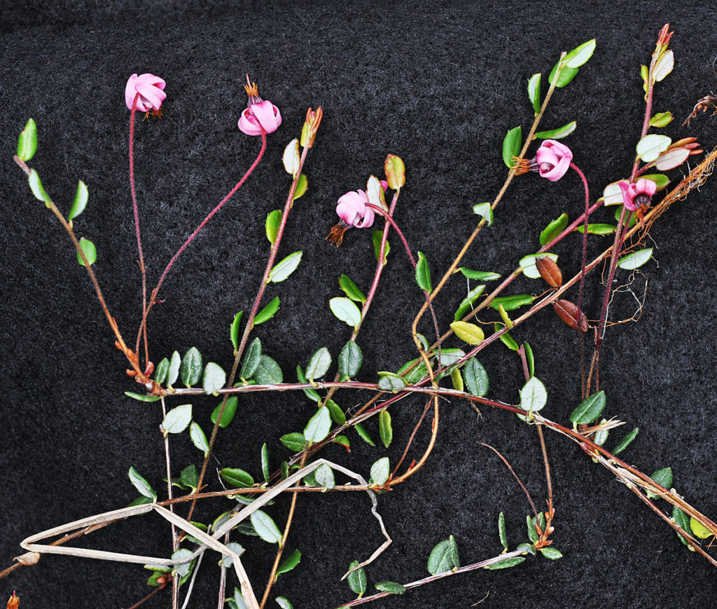 Flora of Eastern Washington Image: Penstemon wilcoxii 
