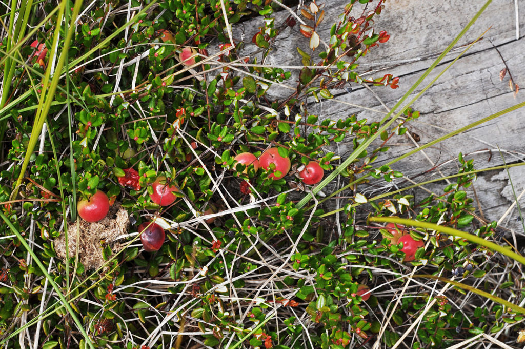 Flora of Eastern Washington Image: Veronica peregrina growing a red bulb