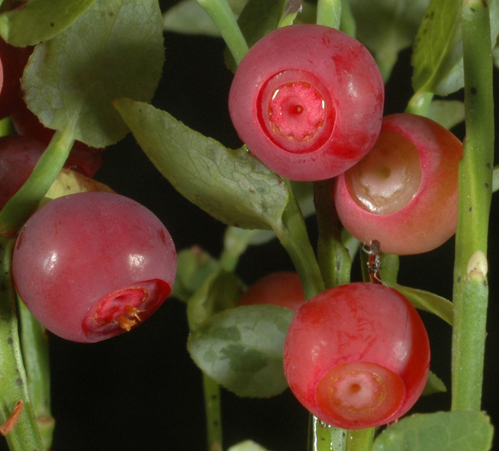 Flora of Eastern Washington Image: Veronica serpyllifolia bulkbs top view