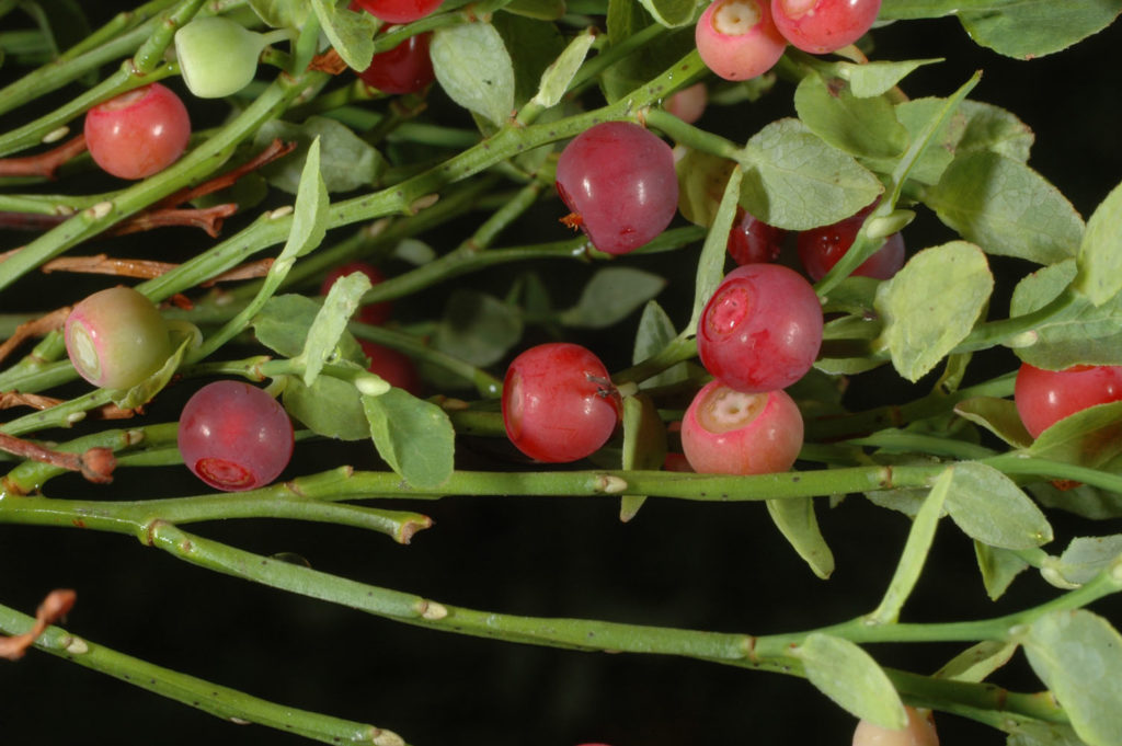 Flora of Eastern Washington Image: Veronica serpyllifolia bulbs side profile