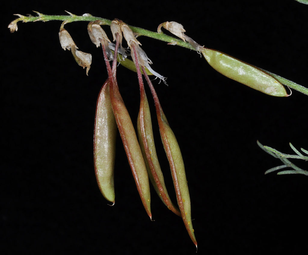 Flora of Eastern Washington Image: Astragalus filipes 20