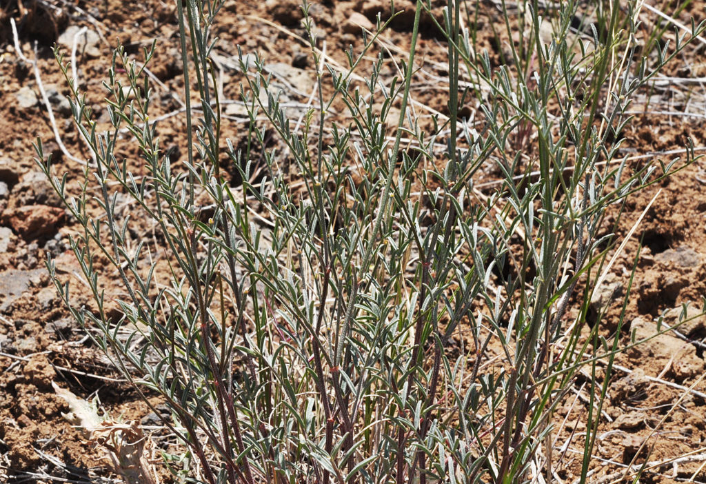 Flora of Eastern Washington Image: Astragalus filipes 3