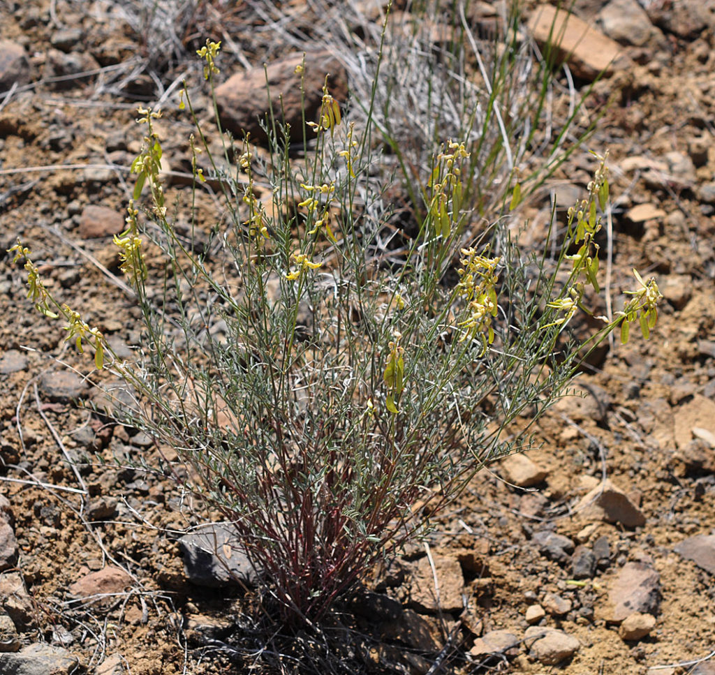 Flora of Eastern Washington Image: Astragalus filipes 9