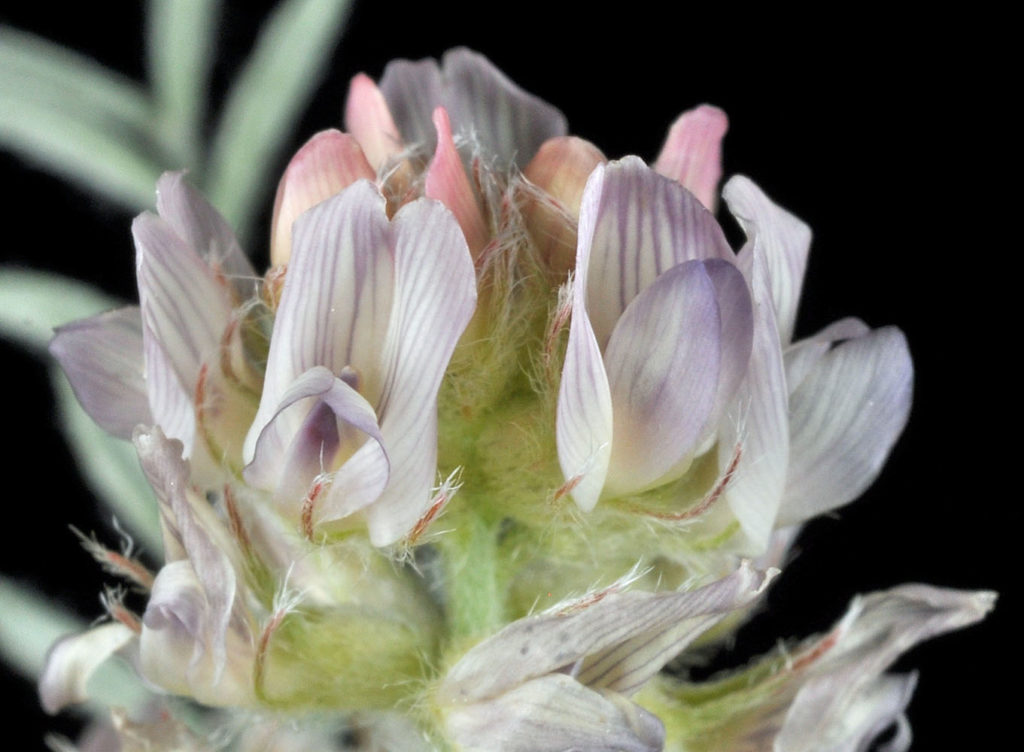 Flora of Eastern Washington Image: Astragalus lyallii 3