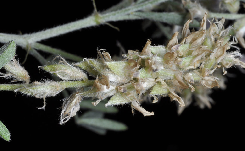 Flora of Eastern Washington Image: Astragalus lyallii 1 