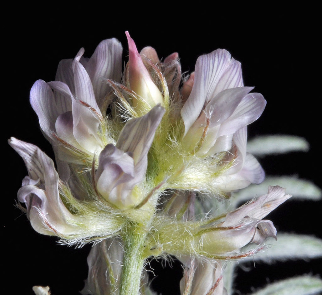 A different photo of Astragalus lyallii flower