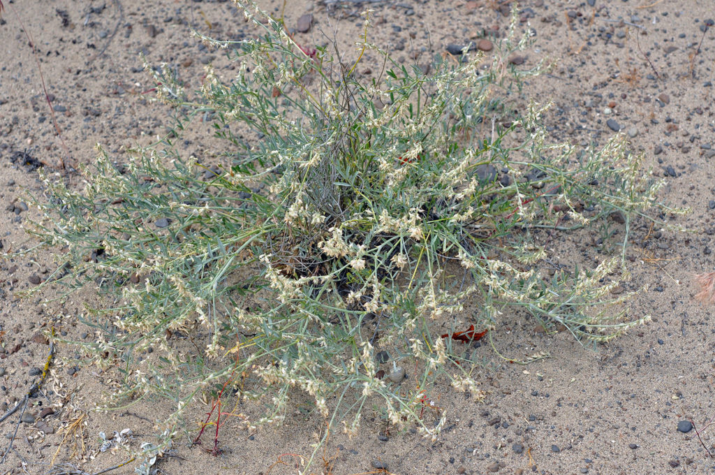 Photo of Astragalus lyallii in the wild