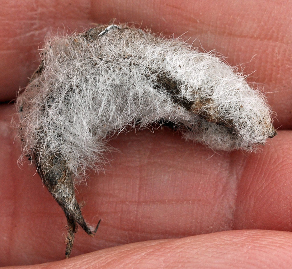 Flora of Eastern Washington Image: Astragalus purshii 11
