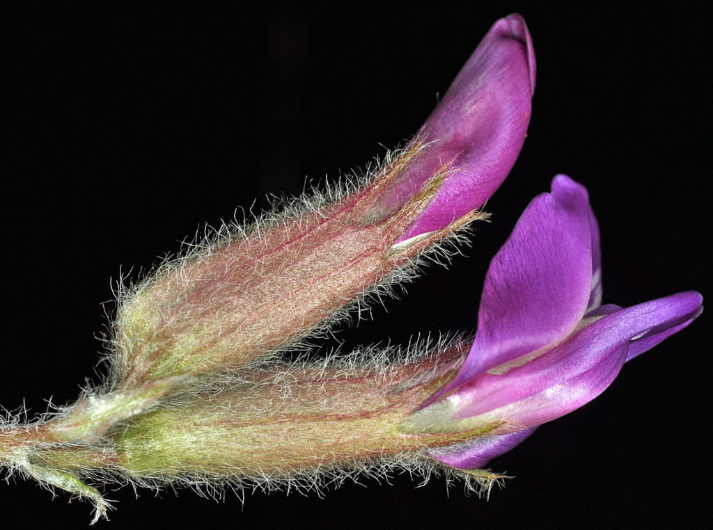 Flora of Eastern Washington Image: Astragalus purshii 10
