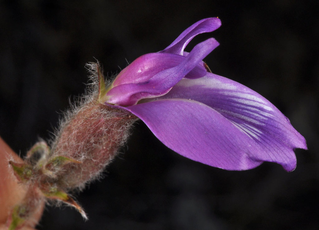 Flora of Eastern Washington Image: Astragalus purshii 8