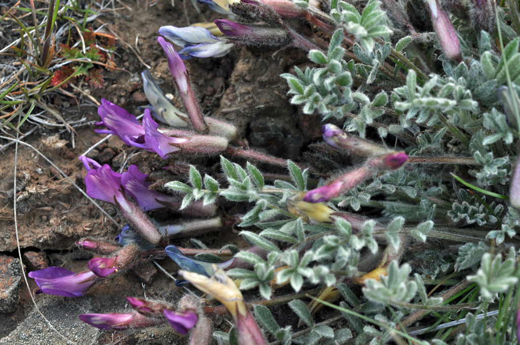 Flora of Eastern Washington Image: Astragalus purshii 7