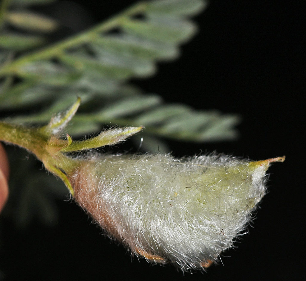 Flora of Eastern Washington Image: Astragalus purshii 20