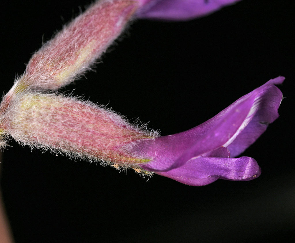 Flora of Eastern Washington Image: Astragalus purshii 16