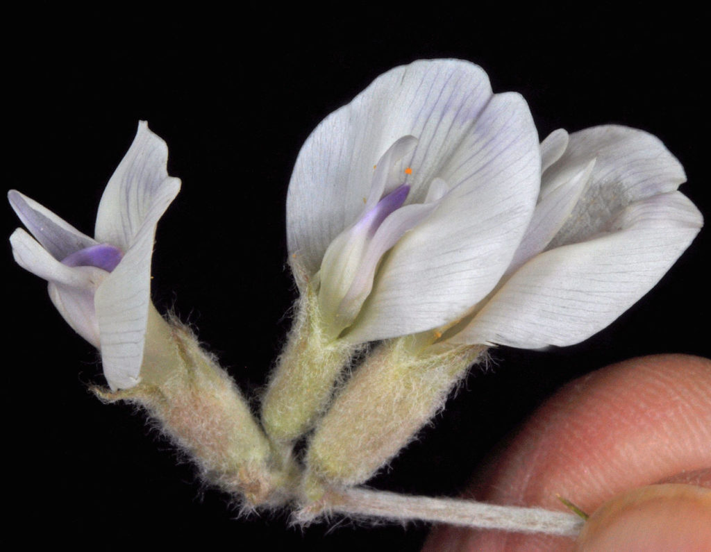 Flora of Eastern Washington Image: Astragalus purshii 4