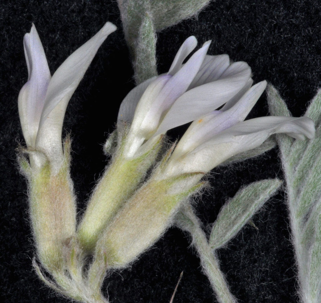 Flora of Eastern Washington Image: Astragalus purshii 3