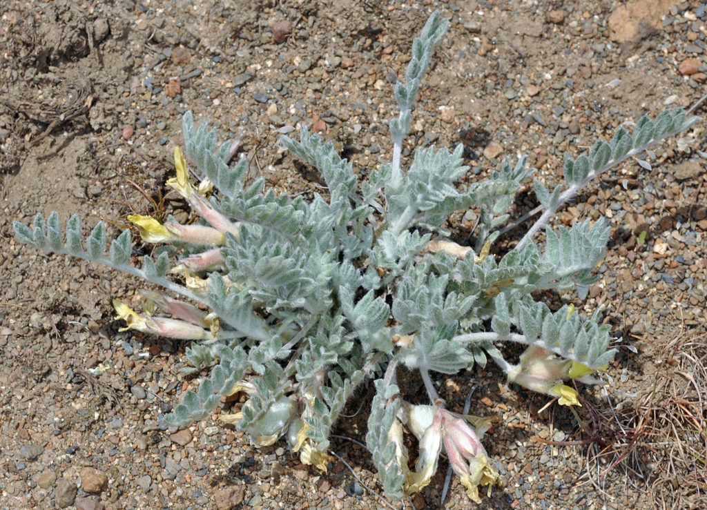 Flora of Eastern Washington Image: Astragalus purshii 2