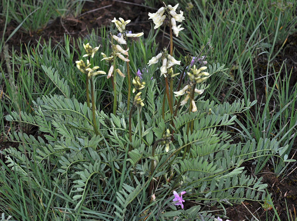 Flora of Eastern Washington Image: Astragalus sheldonii 2
