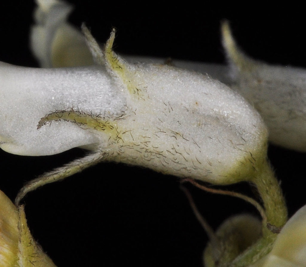 Flora of Eastern Washington Image: Astragalus sheldonii 16