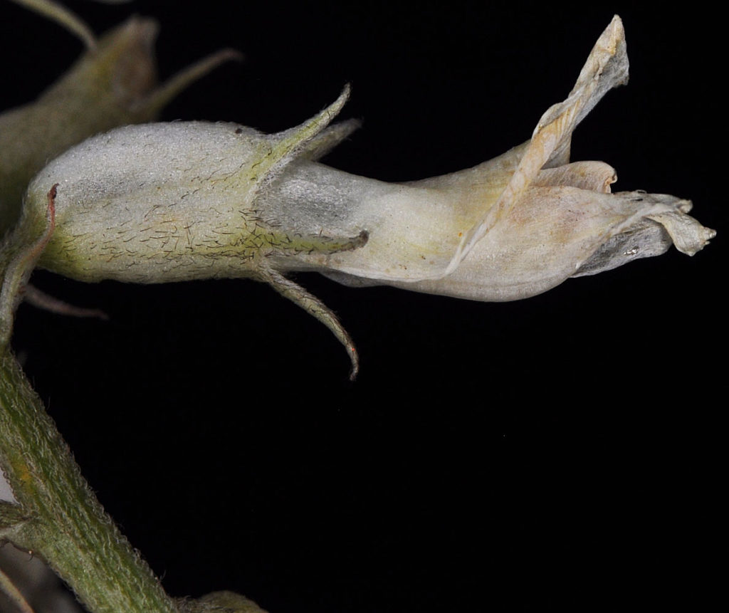 Flora of Eastern Washington Image: Astragalus sheldonii 15
