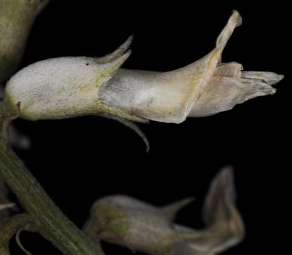 Flora of Eastern Washington Image: Astragalus sheldonii 13