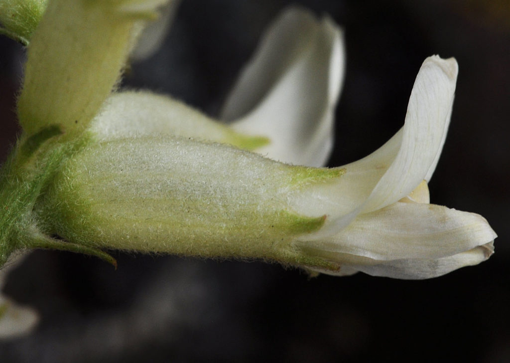 Flora of Eastern Washington Image: Astragalus tweedyi 8