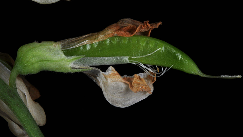 Flora of Eastern Washington Image: Lathyrus nevadensis 9