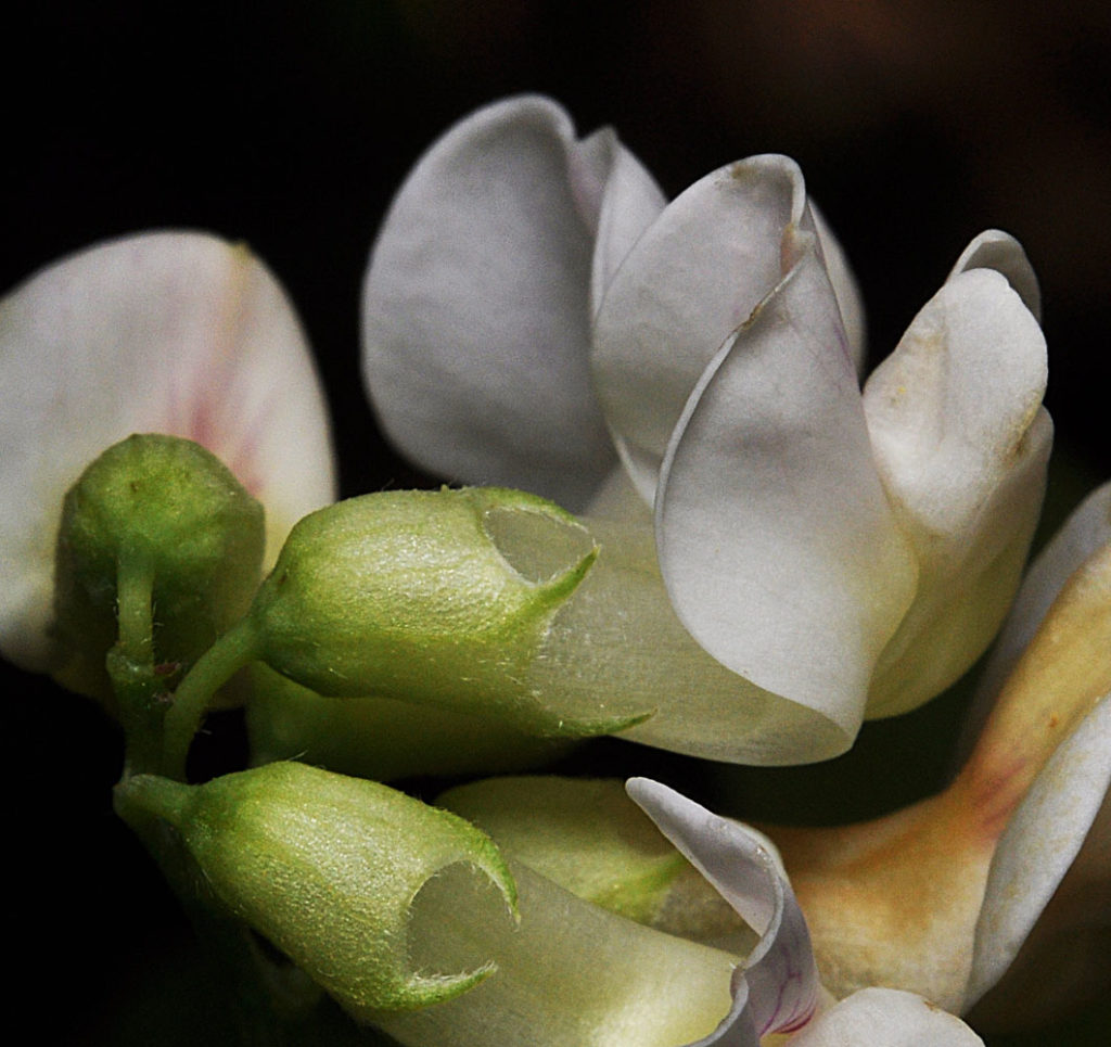 Flora of Eastern Washington Image: Lathyrus nevadensis 8