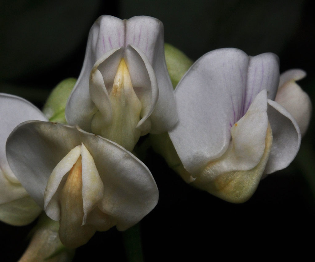 Flora of Eastern Washington Image: Lathyrus nevadensis 7