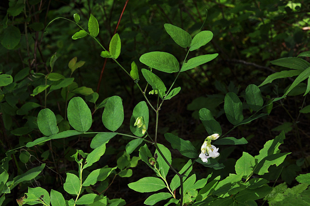 Flora of Eastern Washington Image: Lathyrus nevadensis 1
