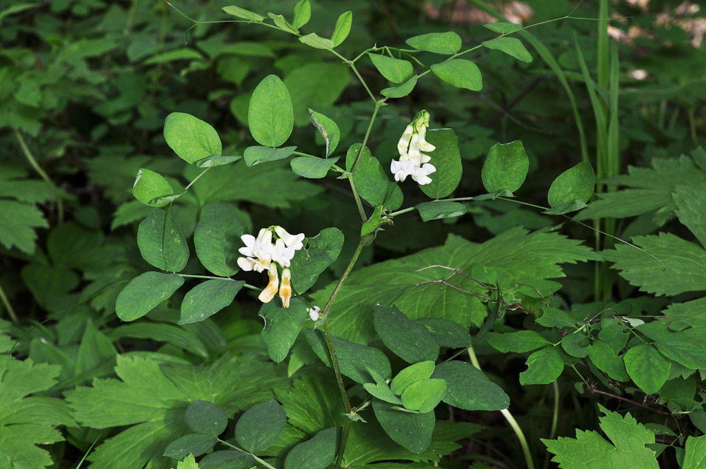 Flora of Eastern Washington Image: Lathyrus nevadensis 2