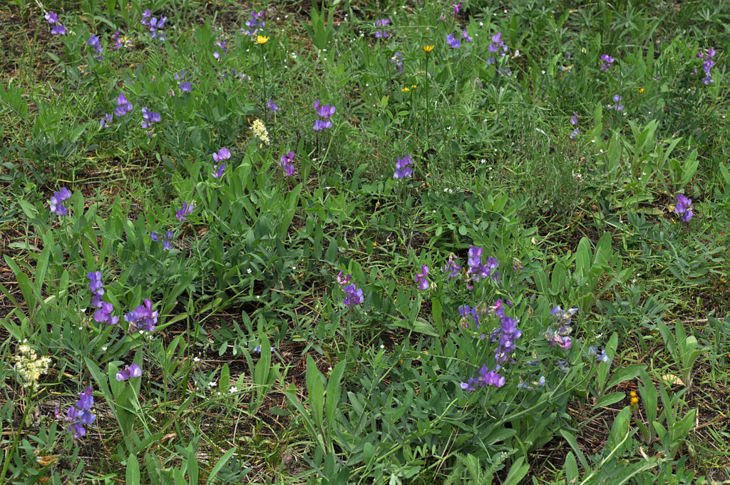 Flora of Eastern Washington Image: Lathyrus pauciflorus 19