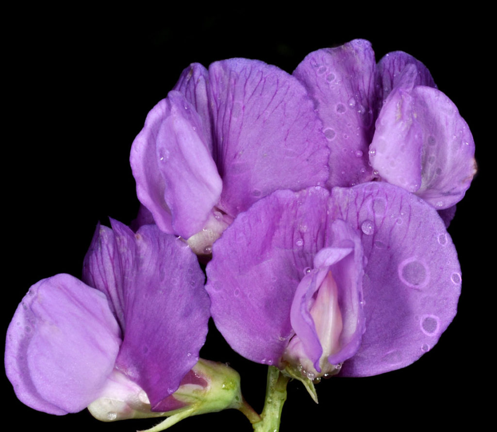 Flora of Eastern Washington Image: Lathyrus pauciflorus 6