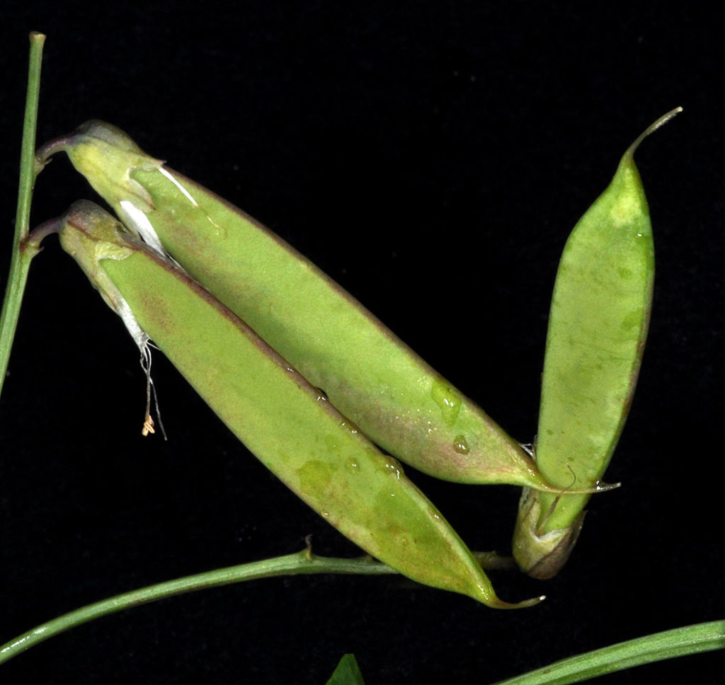 Flora of Eastern Washington Image: Lathyrus pauciflorus 3