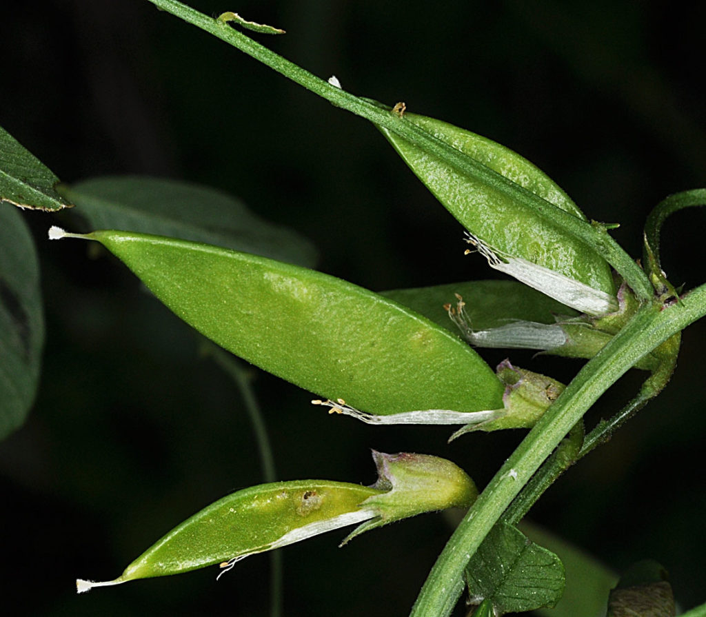 Flora of Eastern Washington Image: Lathyrus pauciflorus 15