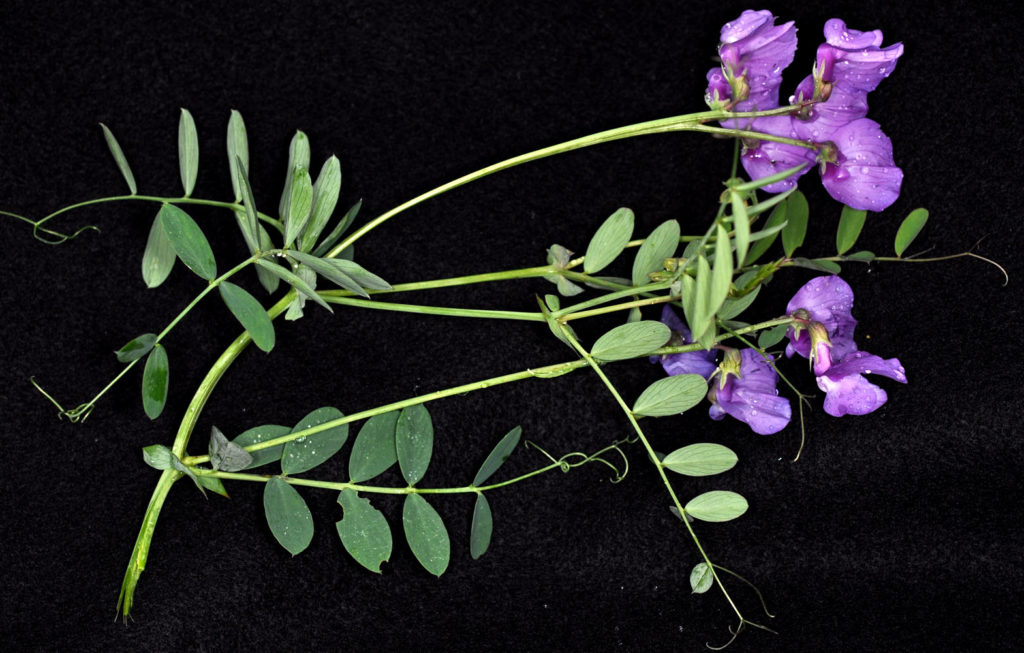 Flora of Eastern Washington Image: Lathyrus pauciflorus 5