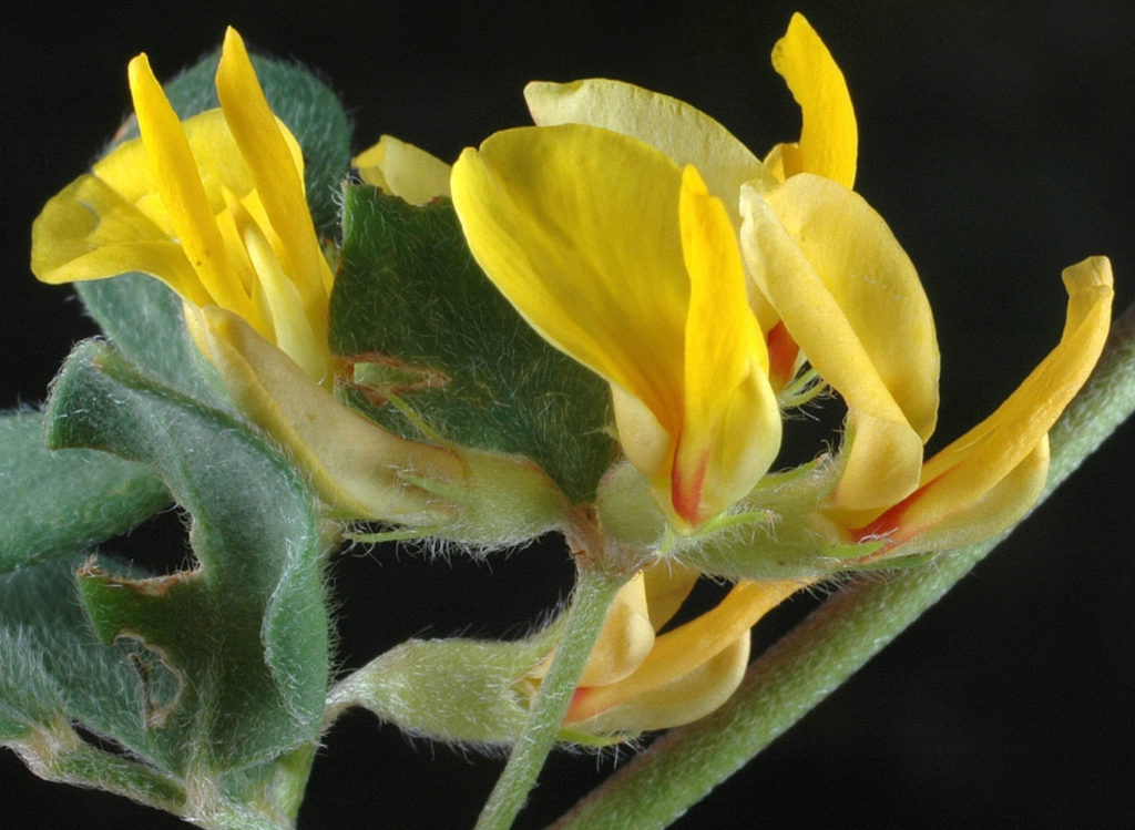 Flora of Eastern Washington Image: Acmispon nevadensis 6