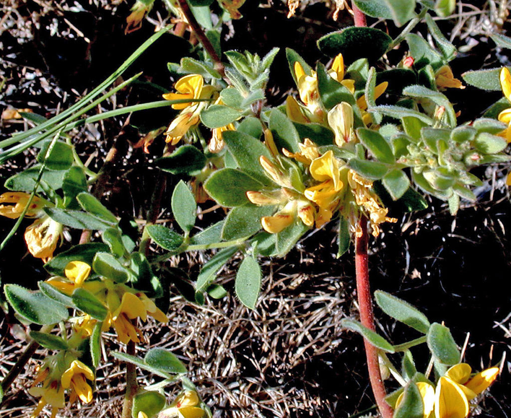 Flora of Eastern Washington Image: Acmispon nevadensis 2