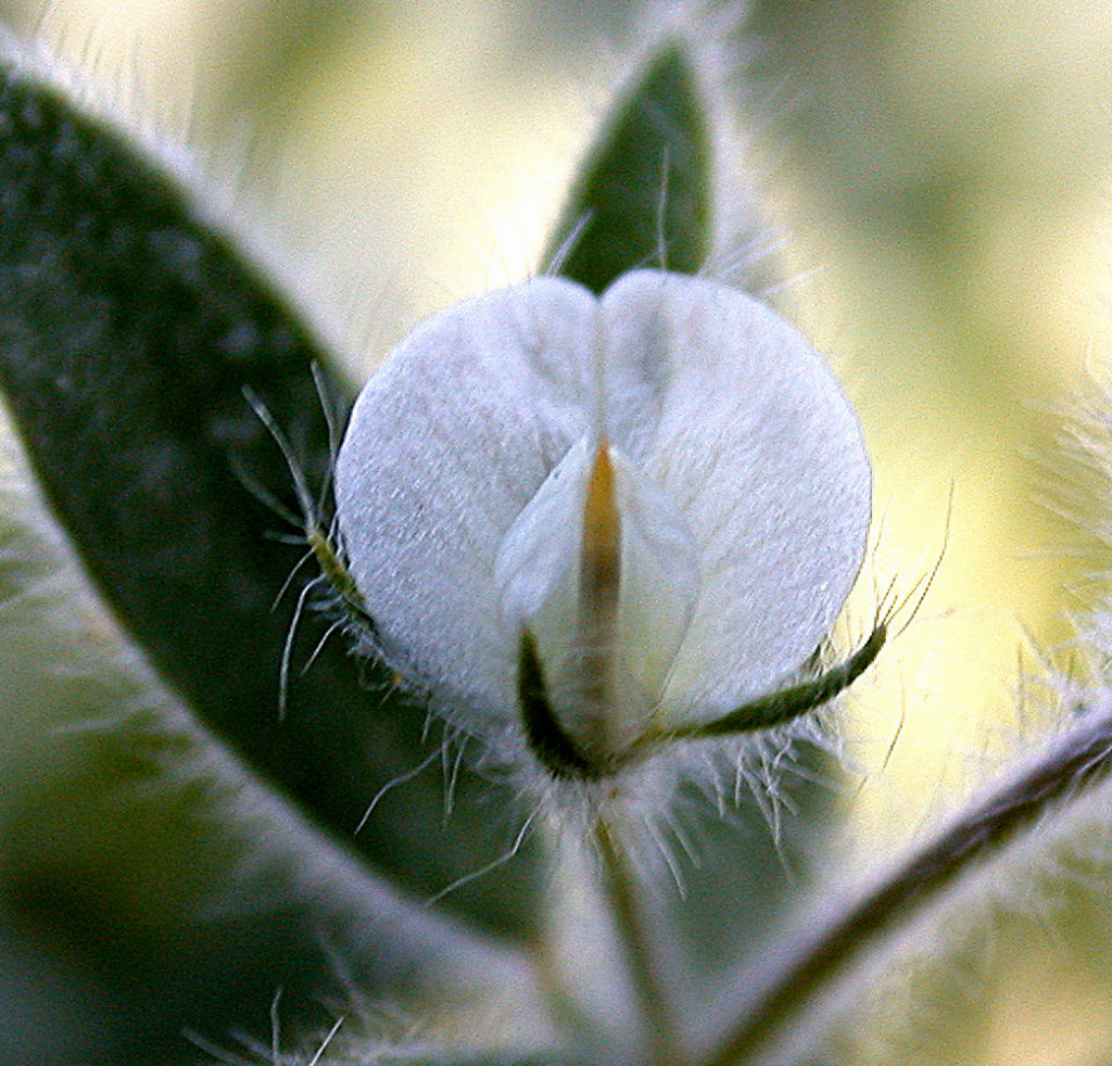 Flora of Eastern Washington Image: Acmispon americanus 3