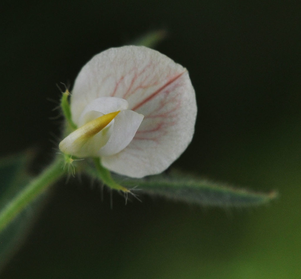 Flora of Eastern Washington Image: Acmispon americanus 8