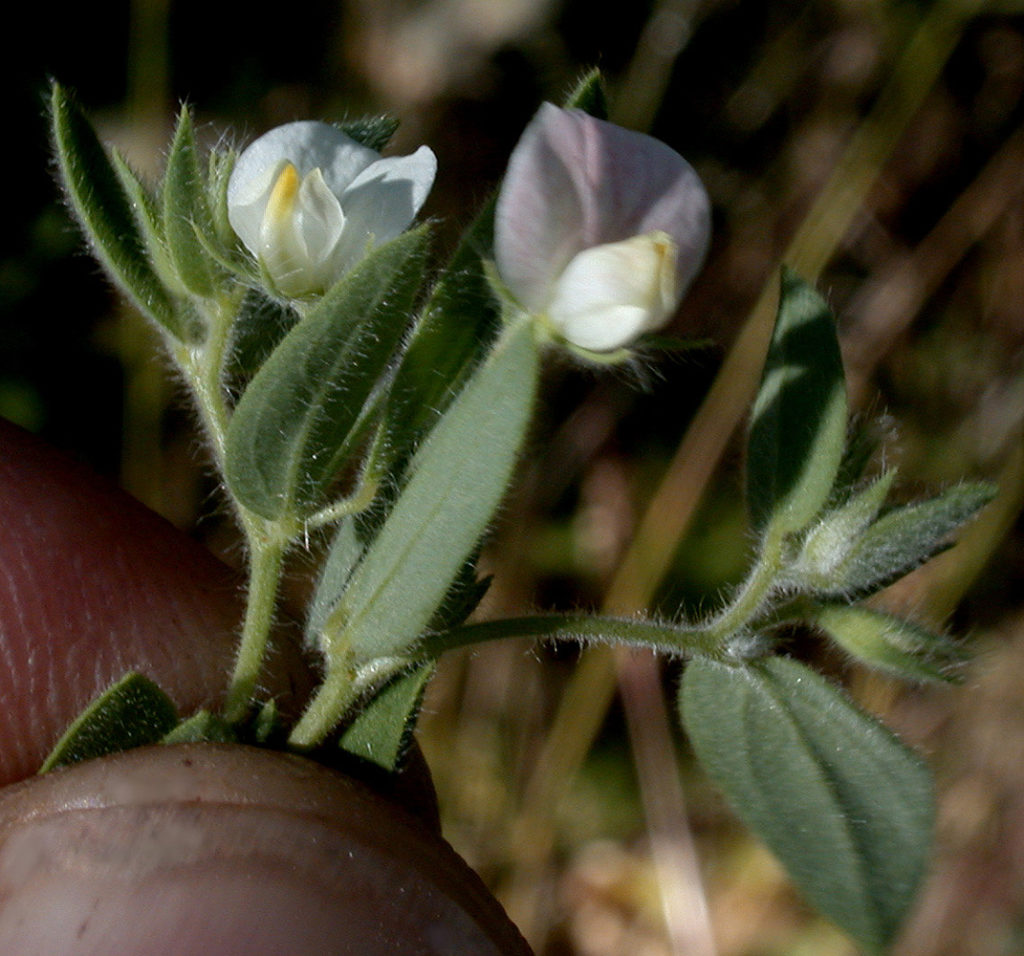 Flora of Eastern Washington Image: Acmispon americanus